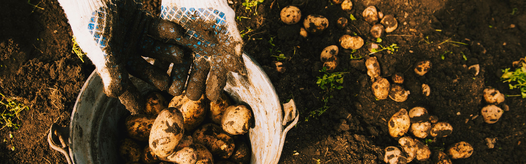 Närbild på händer med trädgårdshandskar som skördar potatis och lägger det i en hink